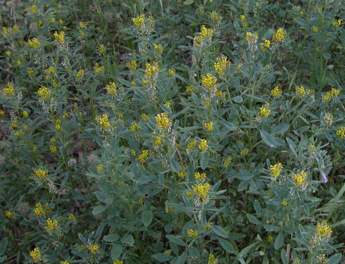 erbacea arbustiva con fiori gialli - Melilotus sp.